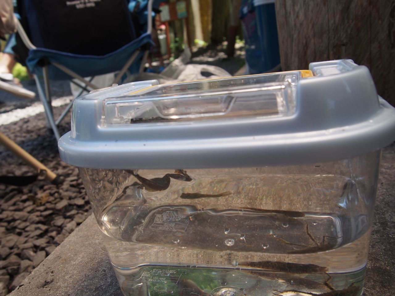 P5174191_mini_1280.jpg